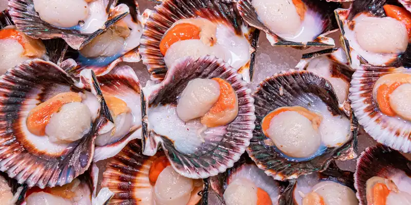 Scallop