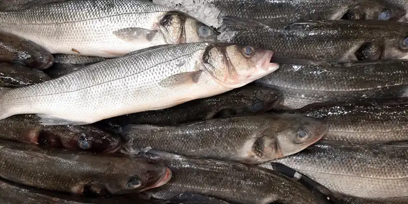 Branzino crudo