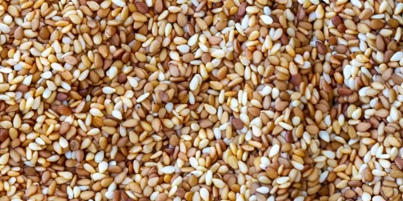 Grains de graines de sésame grillés (avec sel)