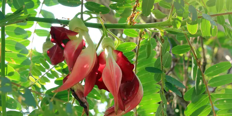 Floare de sesbania