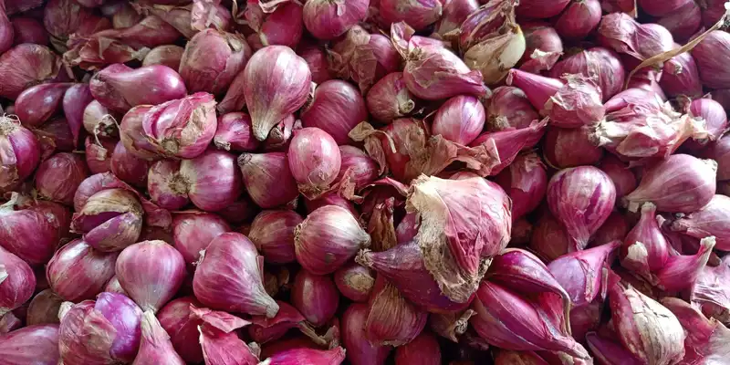 Shallot