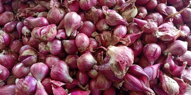 Raw shallot