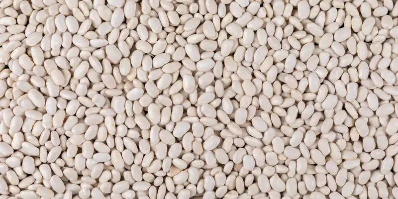 Raw small white beans