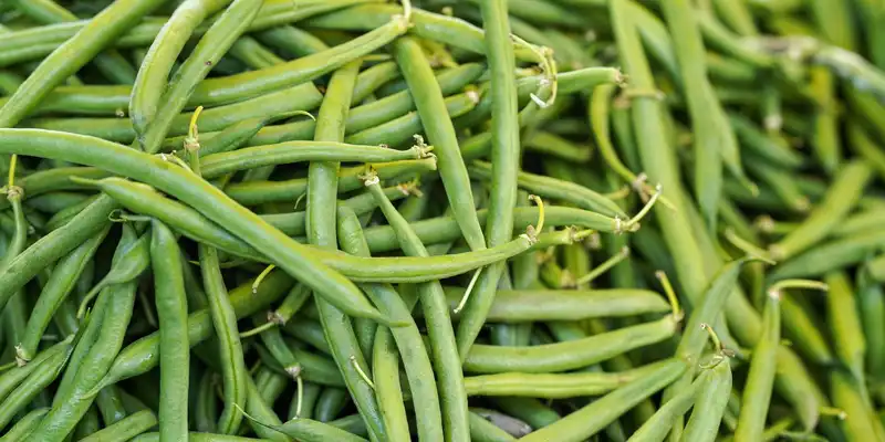 Haricots mange-tout