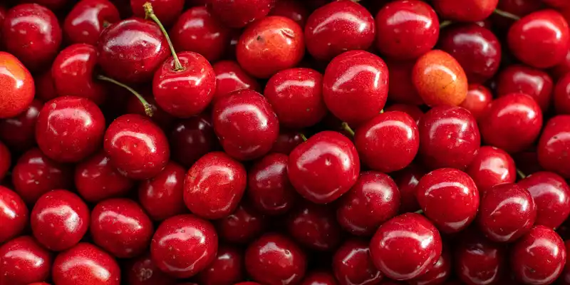 Sour cherry