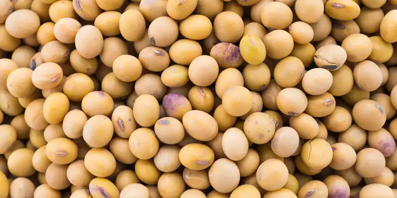 Raw soybeans