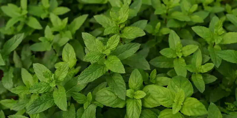 Fresh spearmint