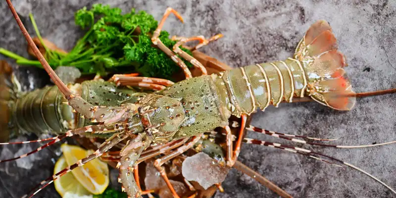 Spiny lobster