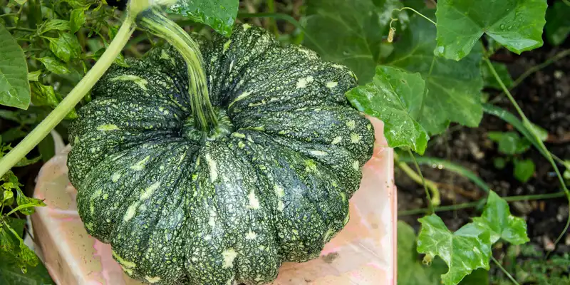 Calabaza hubbard de invierno (con sal)