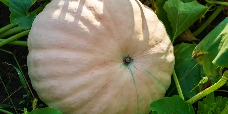 Courge Hubbard (avec sel)