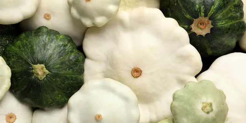 Raw scallop squash