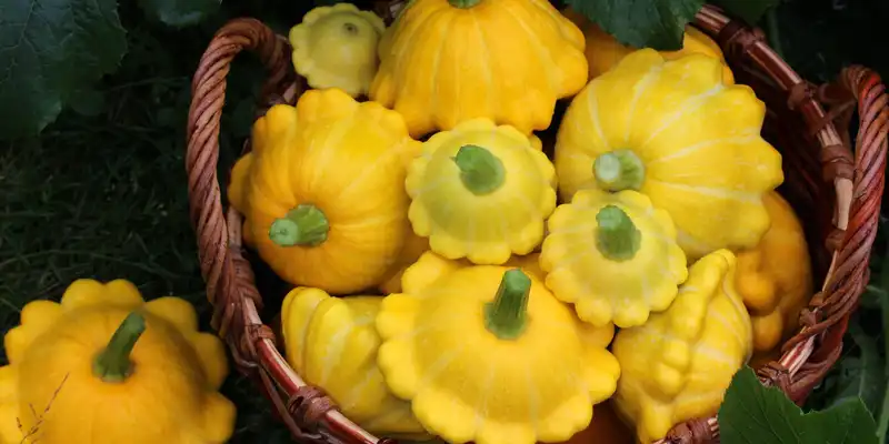 Raw summer scallop squash