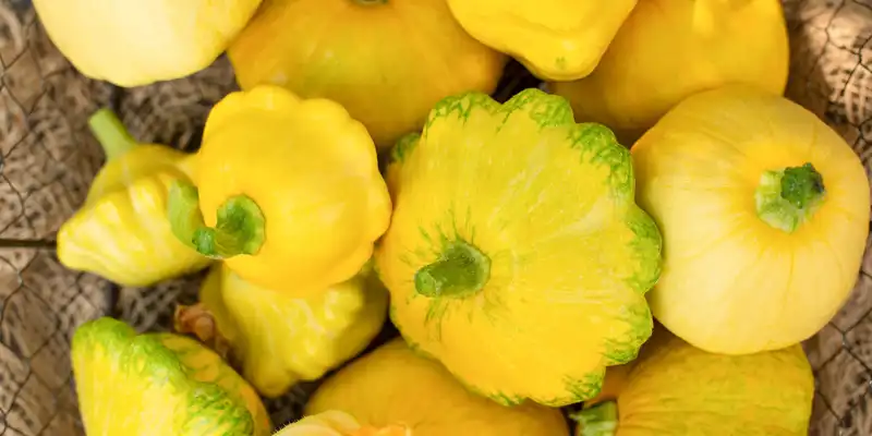 Scallop squash (with salt)