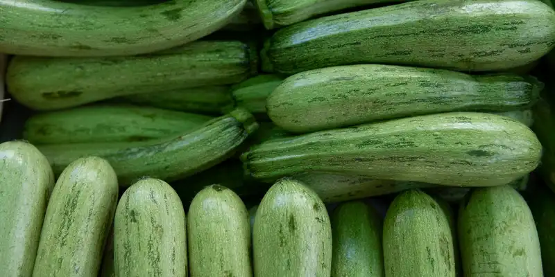 Summer zucchini