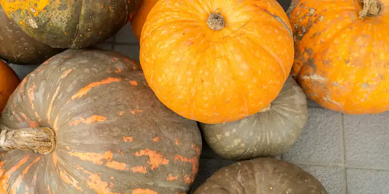 Calabaza