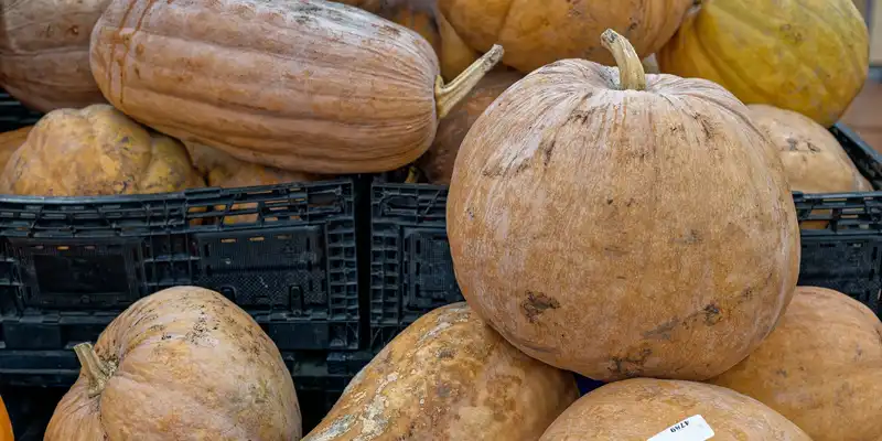 SommerkürbisSquash roh