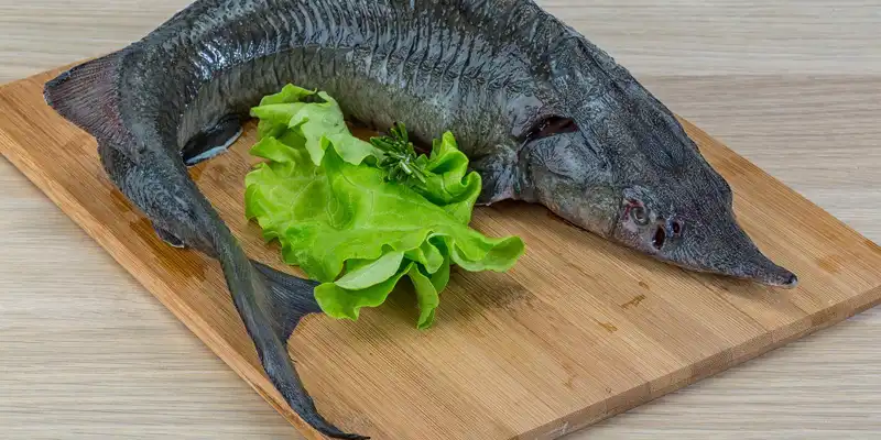 Raw sturgeon