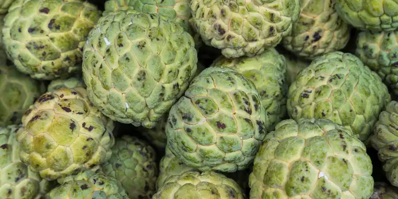 Manzana azucarada (sweetsop)