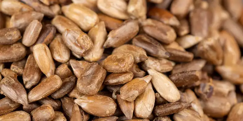 Toasted sunflower seed kernels (without salt)