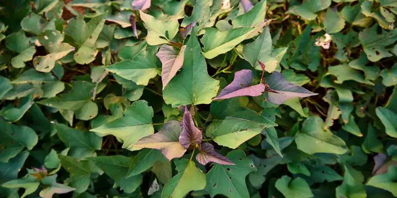 Feuilles de patate douce (avec sel)