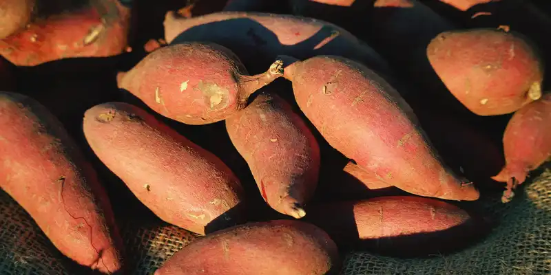 Raw sweet potato