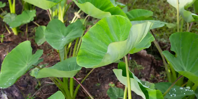 Steamed taro leaves (with salt)