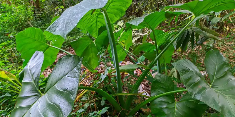 Pousses de taro