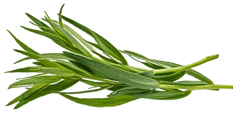 Tarragon