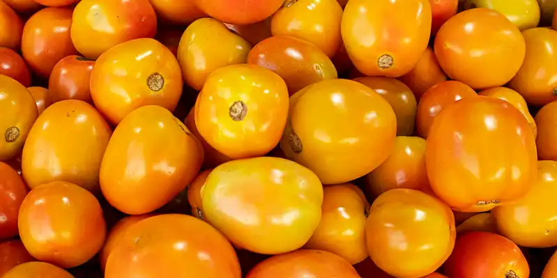 Raw orange tomatos