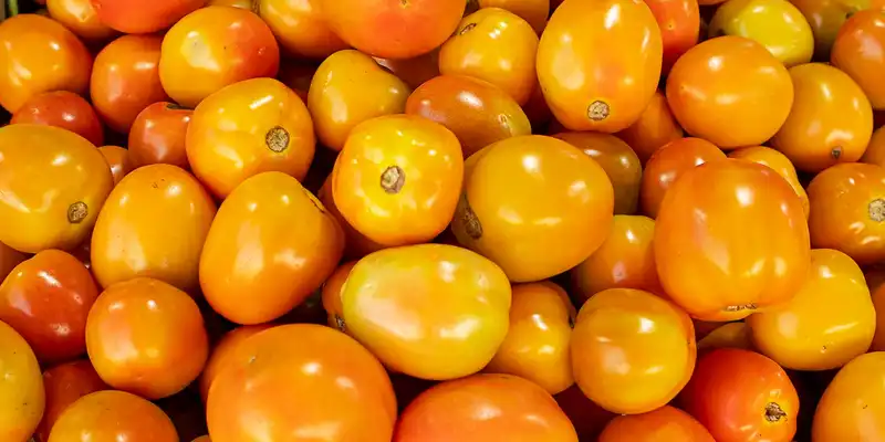 Tomates laranja