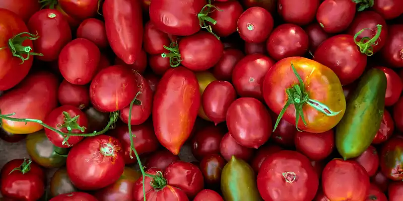 Raw red tomatos