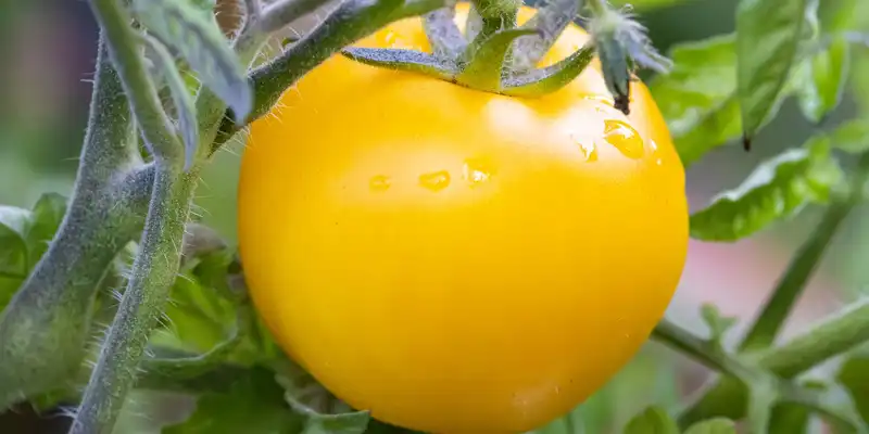 Raw yellow tomatos