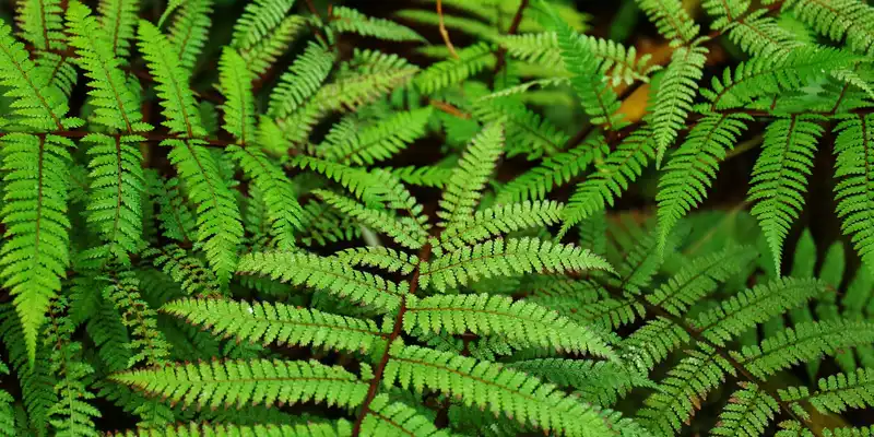 Tree fern