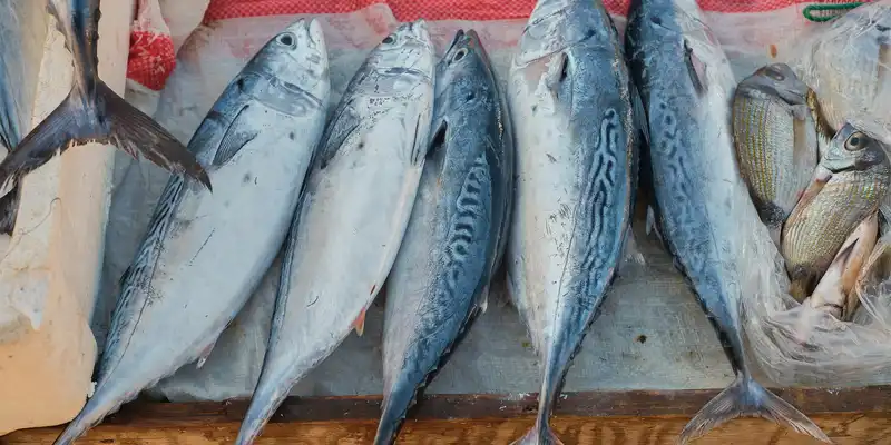 Bluefin tuna