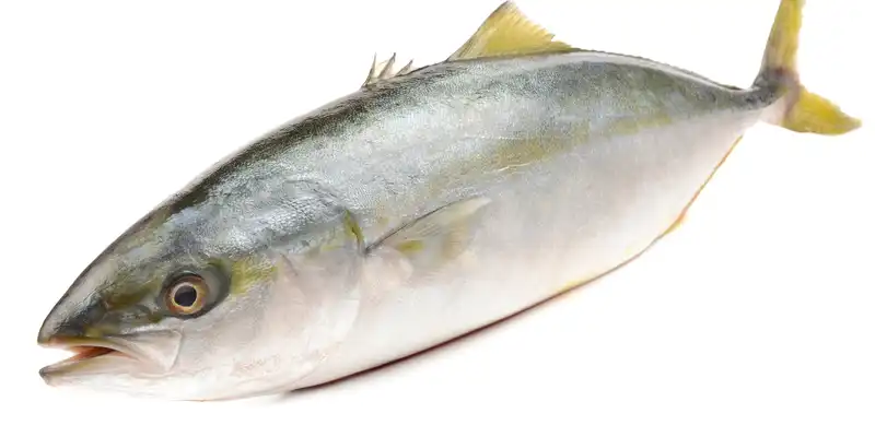 Weißer (Escolar) Thunfisch