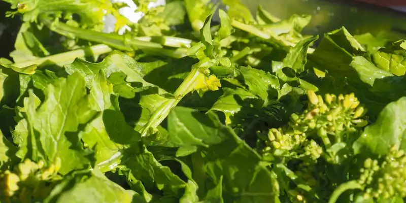 Turnip greens