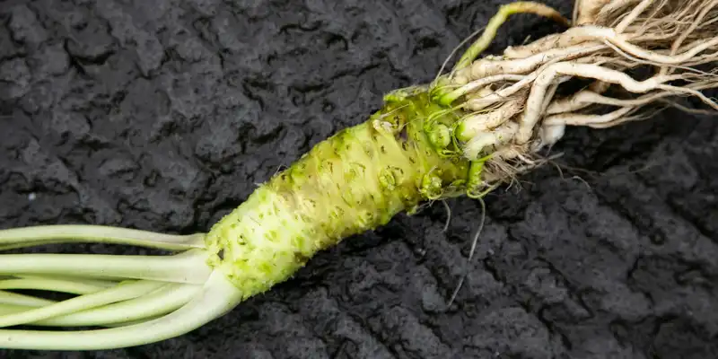 Wasabi root