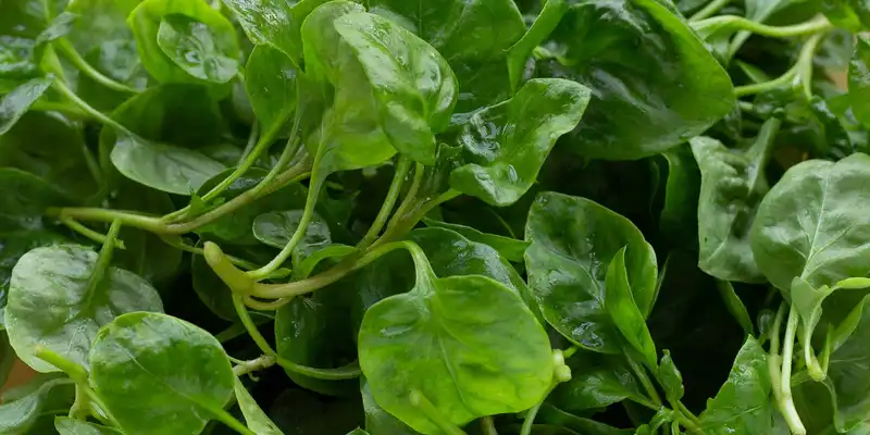 Raw watercress