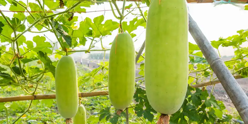 Calabaza de cera cruda