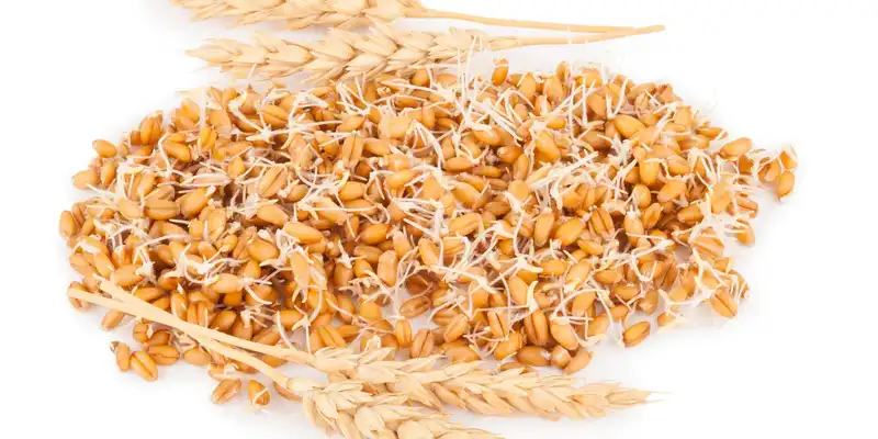 Wheat germ