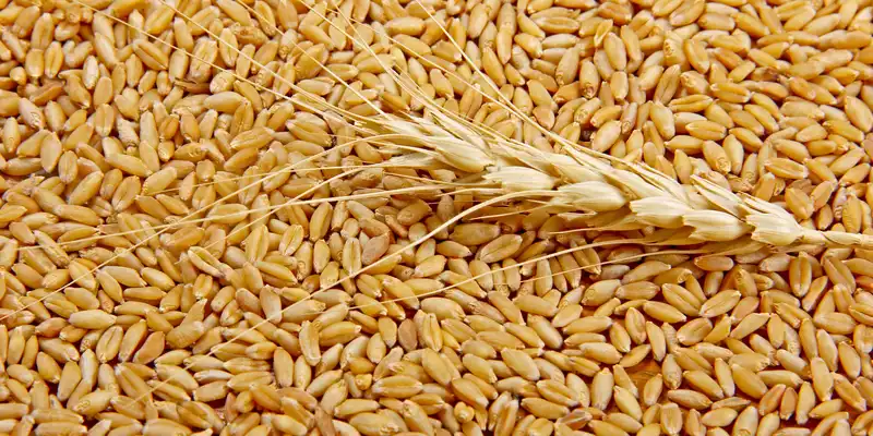 Durum wheat