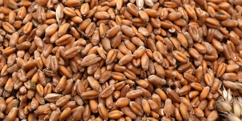 Hard red spring wheat