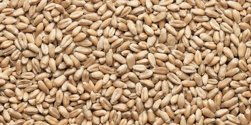 Hard white wheat