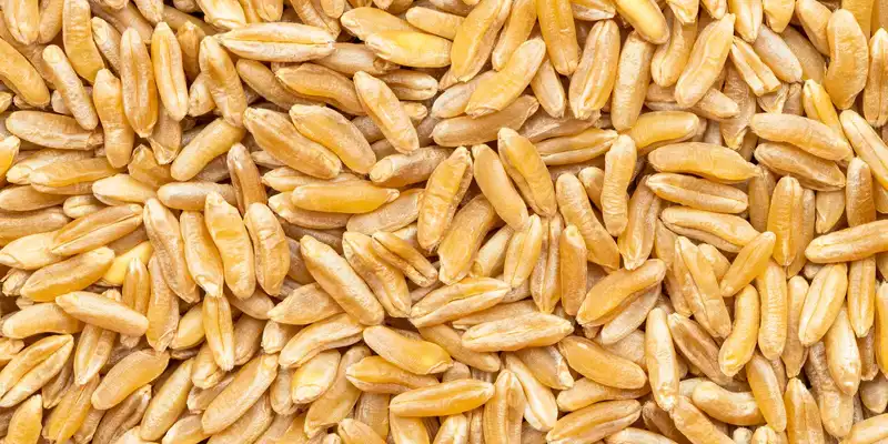 Khorasan wheat