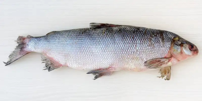 Raw whitefish