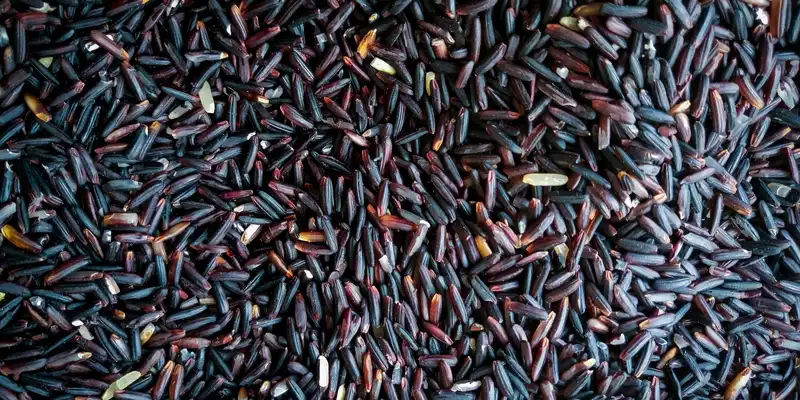 Wild rice