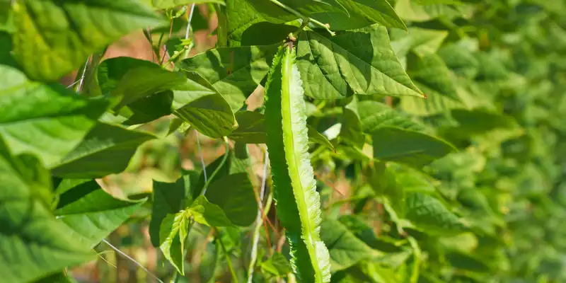 Feuilles de haricots ailés