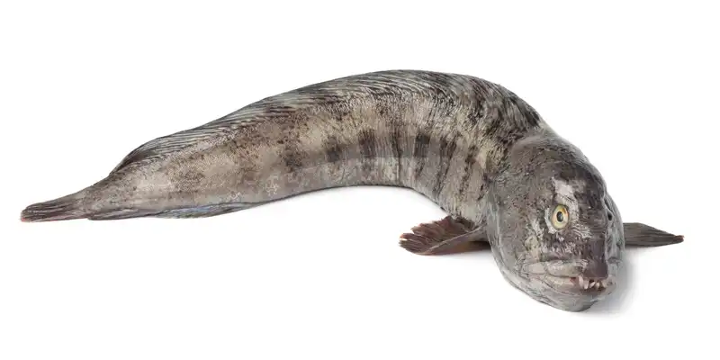 Wolffish