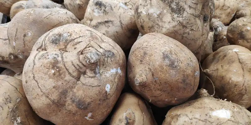 Raw yambean jicama