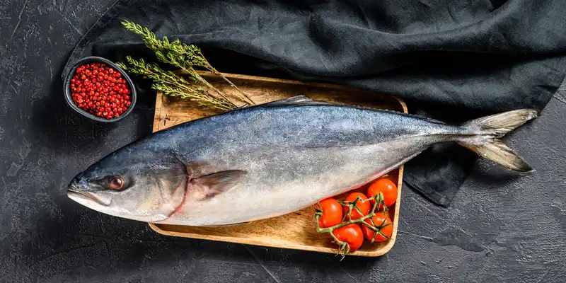 Ricciola dalla coda gialla cruda